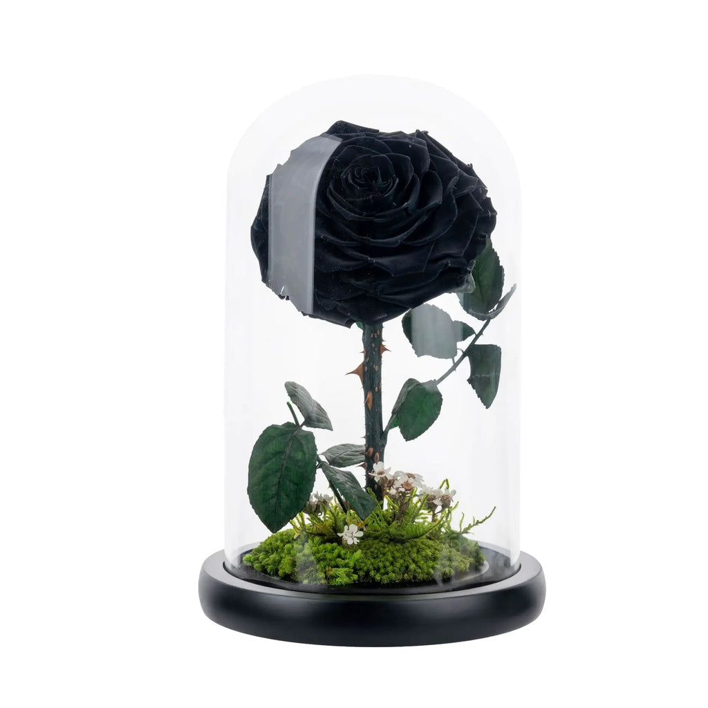 Eternal Rose of Love – Beauty & Beast Inspired