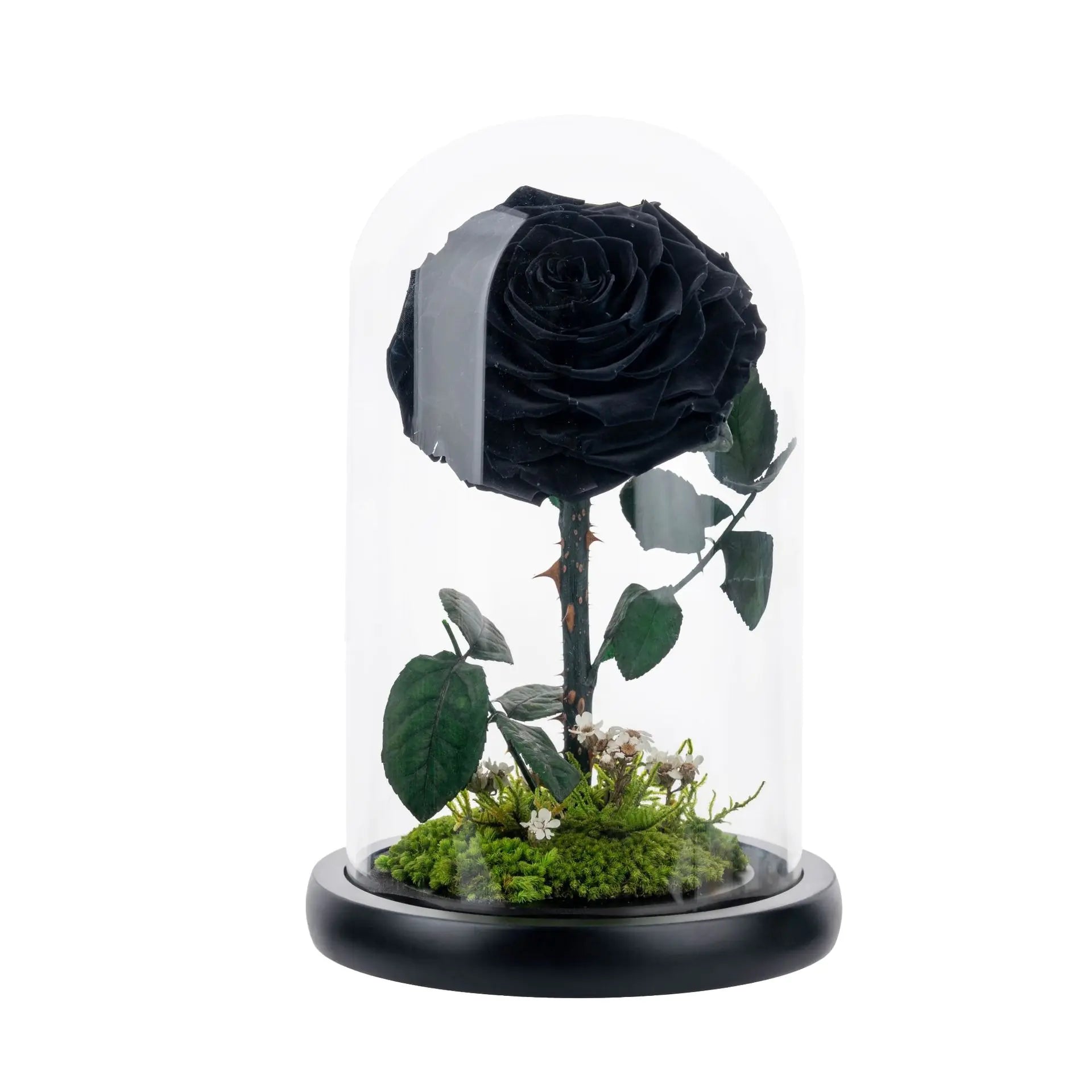 Eternal Rose of Love – Beauty & Beast Inspired