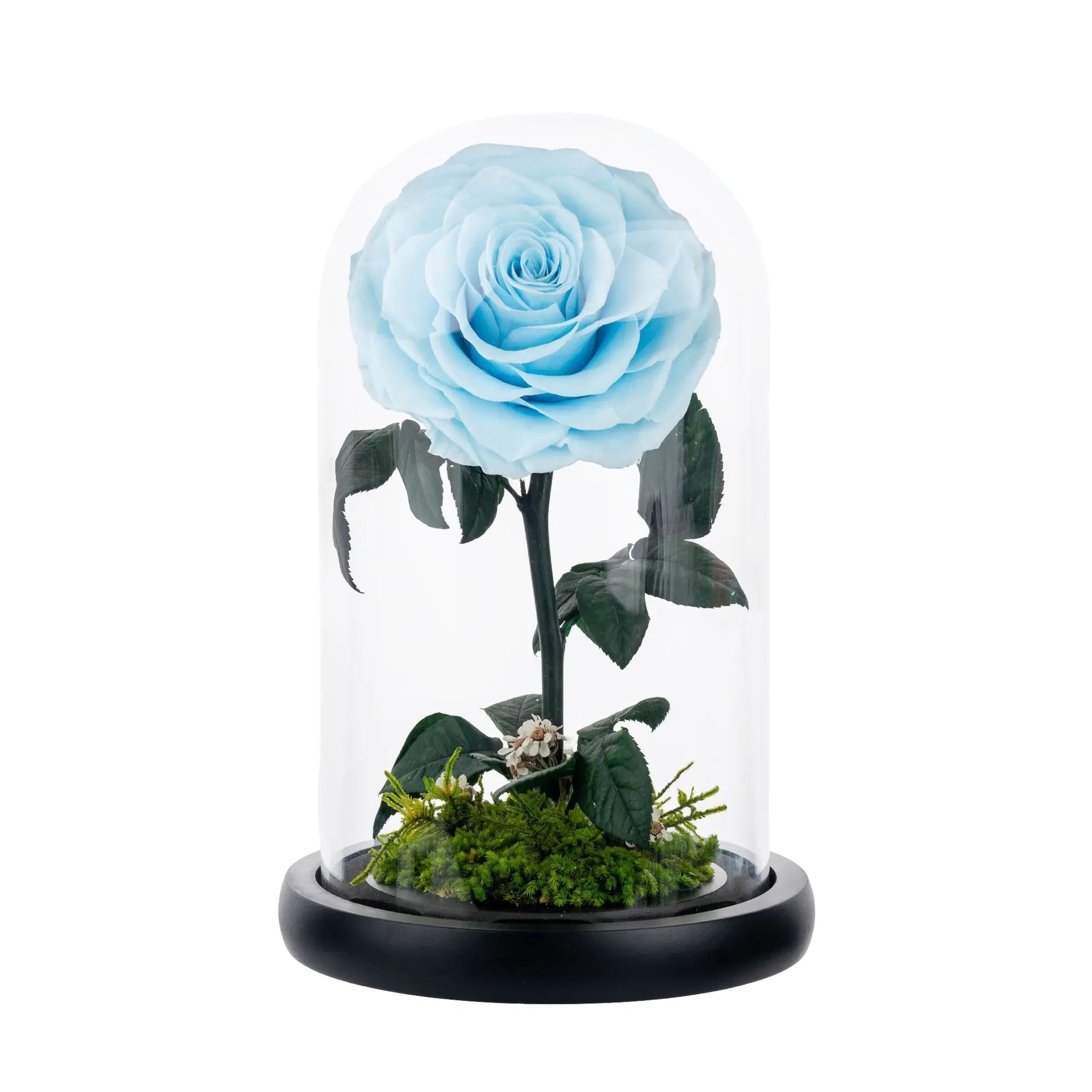 Eternal Rose of Love – Beauty & Beast Inspired