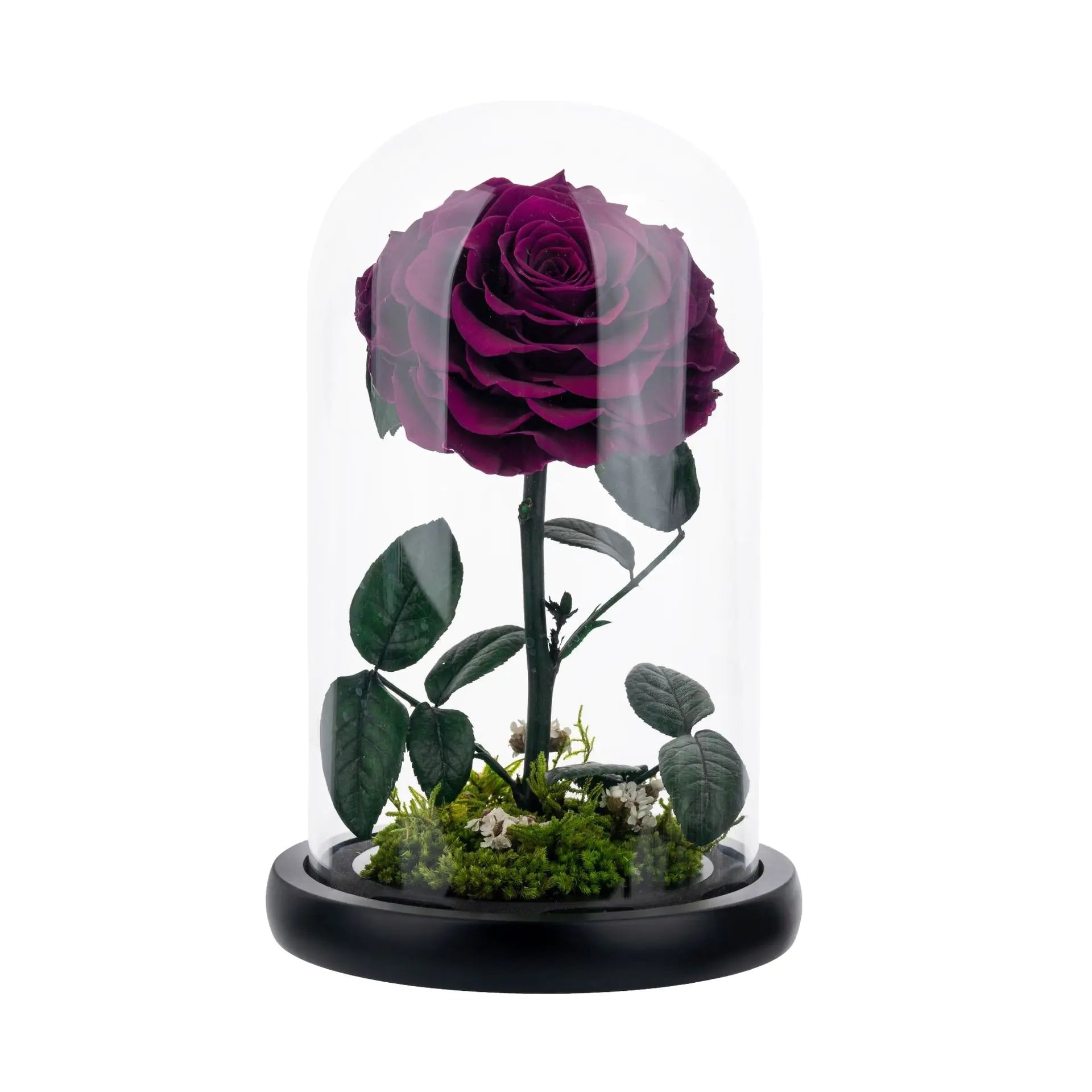 Eternal Rose of Love – Beauty & Beast Inspired