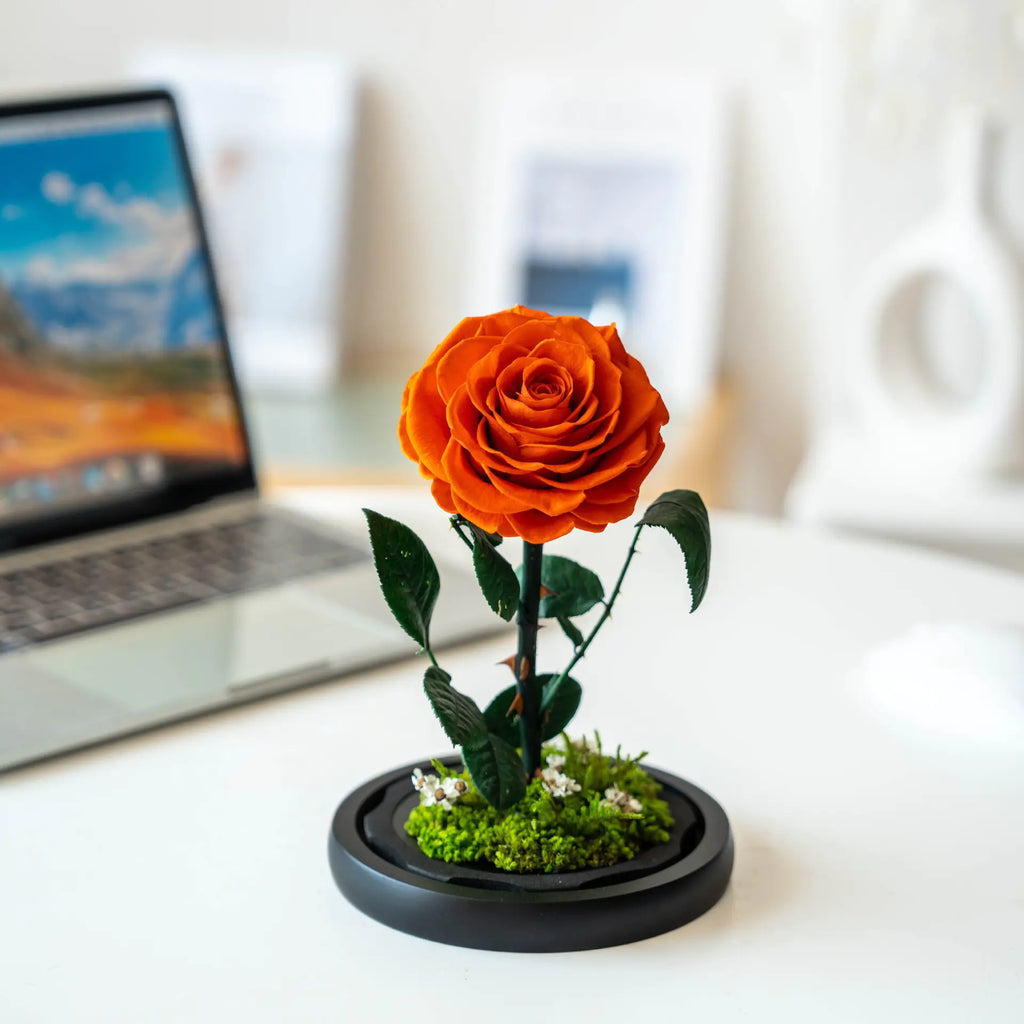 Eternal Rose of Love – Beauty & Beast Inspired